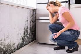 Best Mold Odor Removal Services  in Warrensville Heights, OH